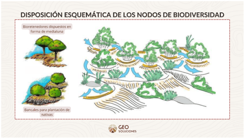 Nodos de Biodiversidad: Revitalizando nuestros suelos y paisajes